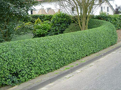 Gewöhnliche Liguster -Ligustrum vulgare- 1000 Samen