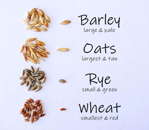 Crafted-Brand Simple Cat Grass Blend | 100% US Organic + 4 Popular Seeds | Wheat, Barley, Oats, Rye Mix Combo | Show Your Love with a Healthy Pet Snack Treat (6 Ounce ~4800 Seeds)