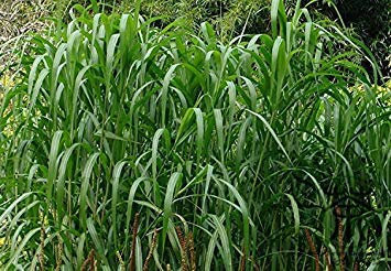 Promotion!!! 500 Seeds Mixed Aquarium Fish Tank Grass Seeds Water Aquatic Plant Seed