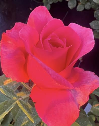'Precious Memories' - Pink - Hybrid Tea – 4L Potted