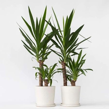 100pcs Yucca elephantipes Plant Seeds