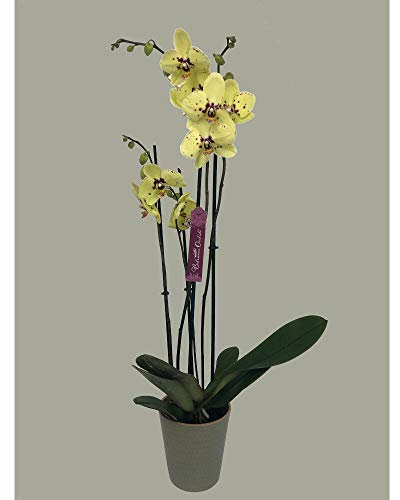 Garden Center Shop | Phalaenopsis natural 75 cm amarillo y rosa | Orquídea de interior elegante | Fácil cuidado y floración duradera