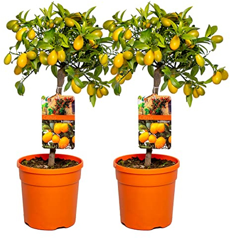 Bloomique - Set de 2 - Citrus ‘Kumquat’ - Kumquat - Naranjo enano - Cítrico - Árbol frutal - Plantas de jardín - Altura 50-70 cm - Maceta 19 cm