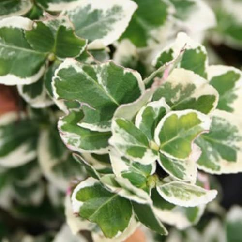 6x Fusain persistant 'Emerald Gaiety' – Euonymus fortunei – Godet 9x9 cm | Arbuste persistant, feuillage panaché, idéal bordure