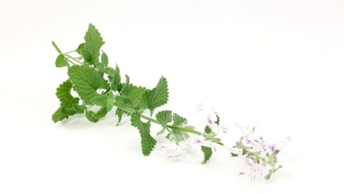 Nepeta cataria ssp. citriodora 9x9 cm Topf – Winterhart, Mehrjährig, Pflegeleicht – Zitronen-Katzenminze – Kräuterpflanze für Beet & Balkon