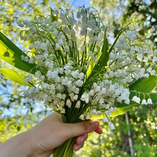 bulbos de lirio de los valles - perennes resistentes exterior invierno temprana 22pcs