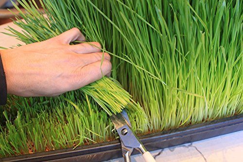 1Kg Barley Grass Seed - CAT Grass - Sprouting - JUICING - 1 Kg by Pretty Wild Seeds