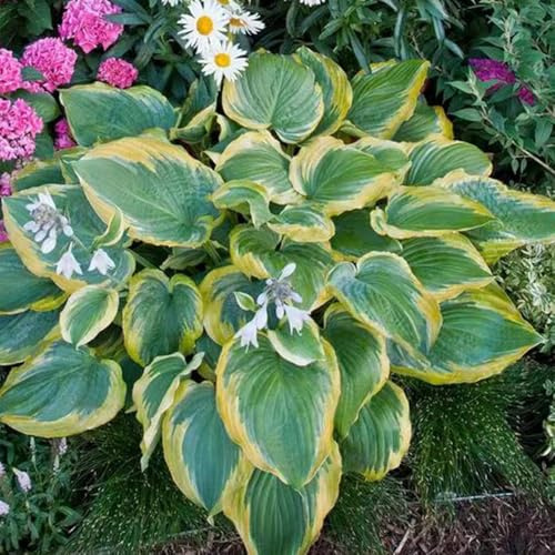 Semi di Hosta, per il giardino Hosta plantaginea, Le perenni sono regali sostenibili 200pcs