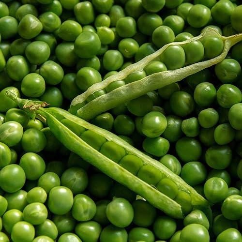 Semi di Pisello RONDO 500 gr - mezza rama - grano rugoso