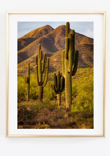 Din A4 Kunstdruck ohne Rahmen - Landschaft mit Kakteen - Kaktus Wüste Fotokunst Natur Druck Poster Bild