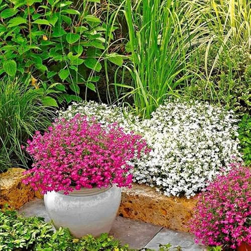 Lobelia Rosamund 7 000 Seeds + Freebie + Plant tag Loeblia Erinus