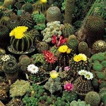 Semi Freschi - Cactus - Crown Mix - 20 Semi:Seeds