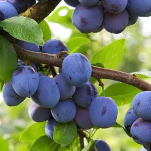 Blue Damson Plum Live Fruit Tree, 3ft Tall Now