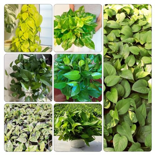 semi Epipremnum aureum - Pothos decorazione ornamentali selvatiche giardino di al coperto vaso 200pcs