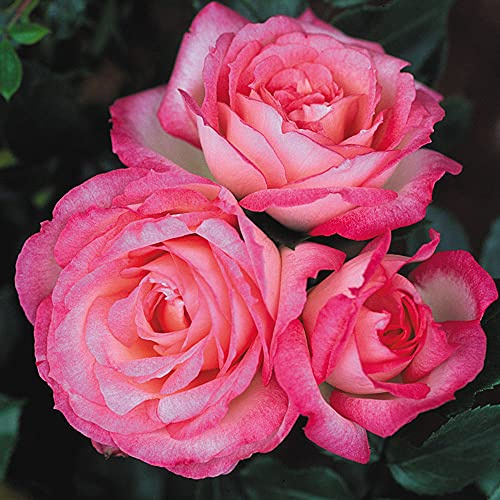 Heirloom Roses Climbing Rose Plant - Kiss of Desire Rose Bush, Roses Live Plant for Planting Outdoors