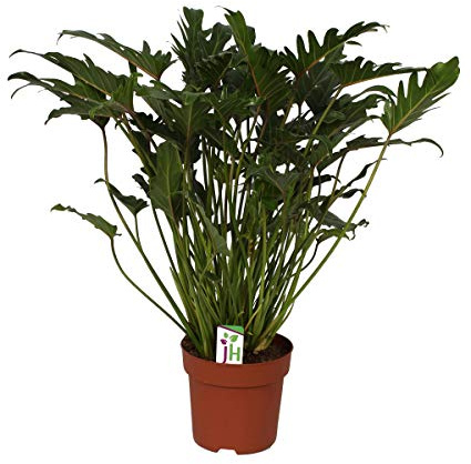 Exotenherz – Philodendron Xanadu, filodendron i 21 cm kruka, total höjd ca 65 cm