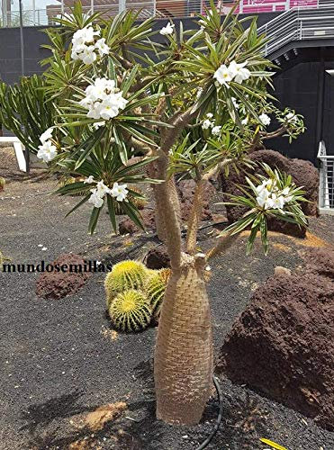 Portal Cool Palm Tree Madagascar Pachypodium Lamerei 10 semi