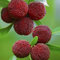 40 graines de baies de myrtille