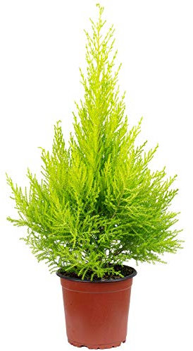 Círculo Goldcrest Wilma pirámide – Cupressus – altura aprox. 55 cm, diámetro de la maceta 14 cm