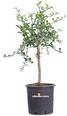 albero nano di limone caviale frutto rosso pianta di limone caviale rosso pianta nana età 4 anni pianta vera venduta da eGarden.store