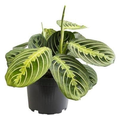Pfeilwurz - Maranta Lemonlime - Zimmerpflanze - Ø12cm - 30cm
