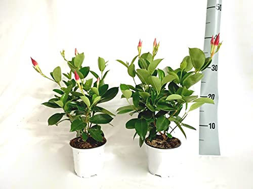 Dipladenia Mandevila Pack 2 Unidades Planta Enredadera de Exterior Plantas Naturales