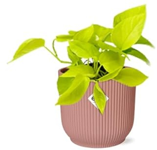Efeutute Epipremnum Pinnatum Golden Pothos – Zimmerpflanze im dekorativen Topf Vibes Fold 14cm Rosa – pflegeleichte Rankpflanze mit luftreinigenden Eigenschaften