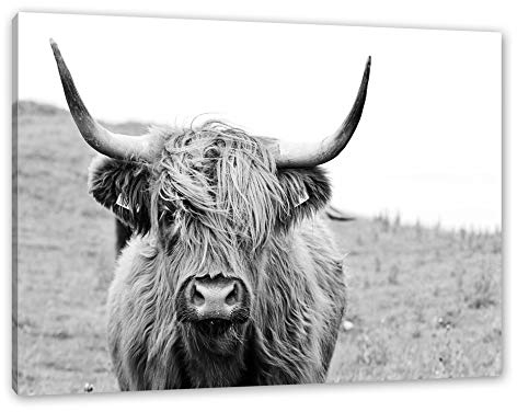 Pixxprint Highlandrind frontal in Schwarz-Weiss, Größe: 100x70cm, Leinwandbild, fertig gespannt, Wandbild, Dekoration, Kunstdruck, kein Poster
