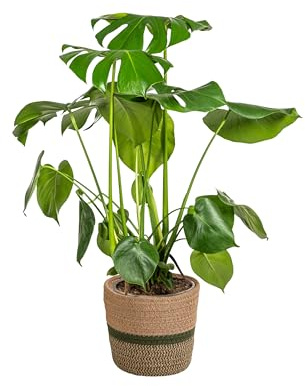 Monstera Deliciosa Tauerii con cestino - 70-90cm - Ø21cm - Pianta d'appartamento - Sempreverde