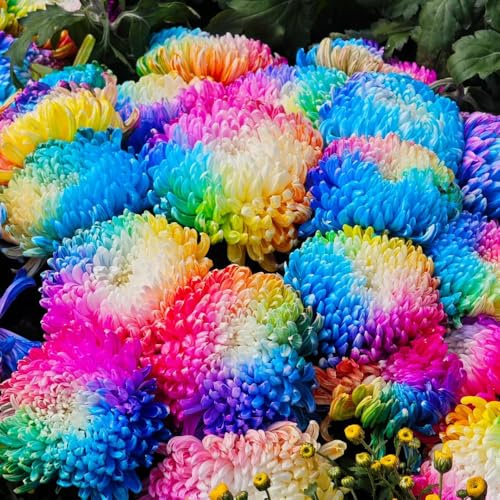 semi di crisantemo esotico Perenni resistenti arredamento del soggiorno decorazione floreale semi di decorazioni da giardino per esterni raro serre da balcone 85pcs