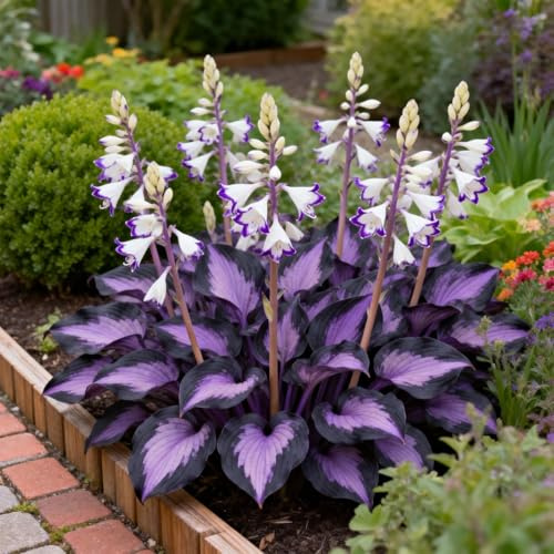 Leicht Anbaubare Funkien/Farbenfrohe Hosta/Hosta Dauerwüchsig Winterfest&Prachtvolle Funkien Wurzelstock/Geeignet Für Neueinsteiger-4Rhizome-I