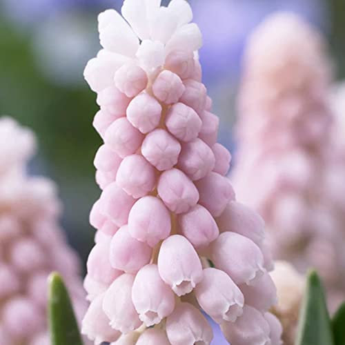 5 x Muscari Pink Sunrise – Candy Pink Hyacinth – Spring Flowering Bulbs – Perennial – Exotic Beauty with Diving Fragrance – for Your Beautiful Garden