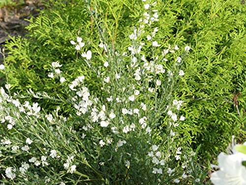 Cytisus x praecox Albus - Elfenbein-Ginster Albus 40-60 Größe 60-80 cm