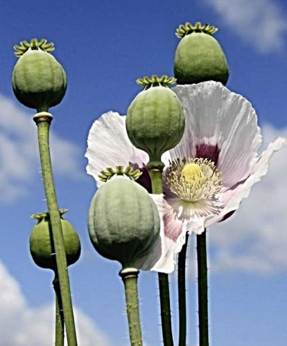 Echter Schlafmohn Samen, Papaver somniferum, Blaumohn (5000 Samen)