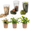 vdvelde.com - Jungle Terrarium Pflanzen Set - 3 Pflanzen - 3 Farne Pflanze - Komplettes DIY-Set - Ohne Glas