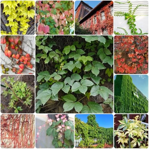 Semi di vite selvatica, da giardino roccioso resistenti Parthenocissus tricuspidata, vecchie varietà biologici decorazione da giardino per esterni sospese 350pcs