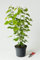 Schwarze Maulbeere Maulbeerbaum- Morus nigra 60-100 cm hoch - Garten von Ehren