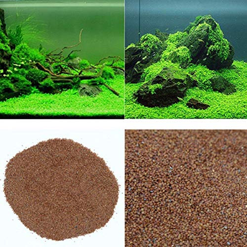 Fortunato Erba: Acquario Naturale Semi di Piante Fish Tank Felce Dolce Aqua Water Grass Live impianto
