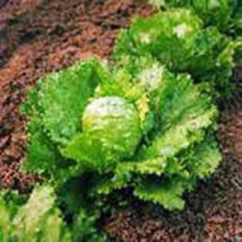 GRAINES DE LAITUE ICEBERG grosse tête HEIRLOOM NON OGM BIO Paquet de 100 graines