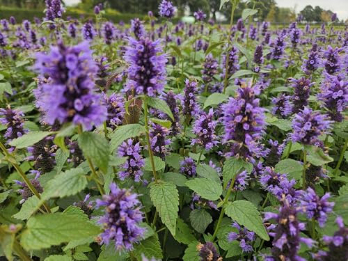 Asiatische Duftnessel Agastache 'Blue Fortune' – 10-25cm – Ø9cm – 40 Pflanzen – Lavendelblau – Bienen- & Schmetterlingsfreundlich – Sonniger Standort