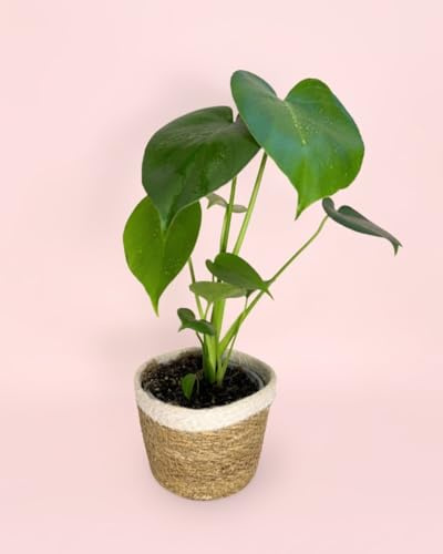 PUR PLANT Monstera Deliciosa + Cubremaceta Yute Natural | Costilla De Adán | Planta Natural De Interior Tropical y Purificadora | Hojas Grandes y Decorativas | Maceta De Ø14 cm