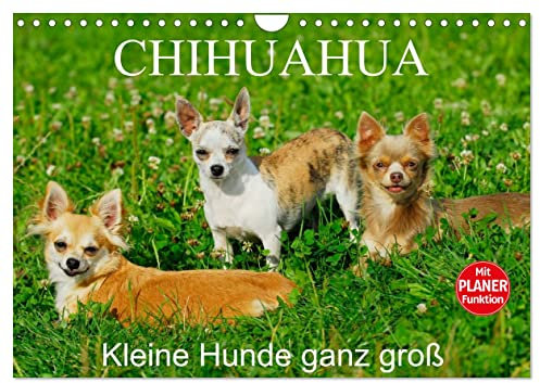 Chihuahua - Kleine Hunde ganz groß (Wandkalender 2025 DIN A4 quer), CALVENDO Monatskalender: Die kleinste Hunderasse der Welt auf 13 faszinierenden Fotos (CALVENDO Tiere)