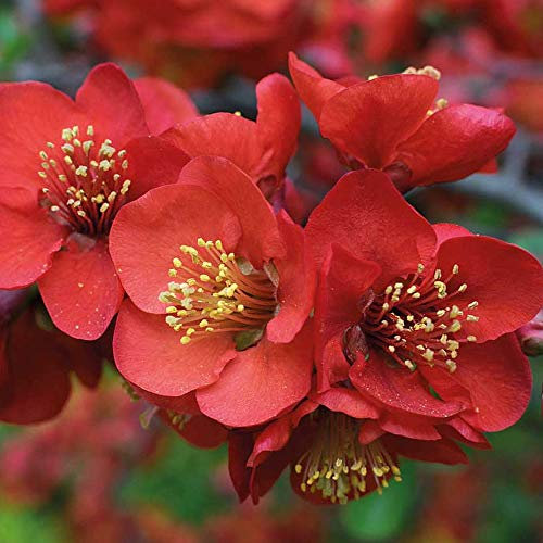 Chaenomeles Superba ‘Crimson and Gold’ (Flowering Quince) (Japanese Quince) (Japonica), Hardy Shrub, 1x in 9cm Pot by Thompson and Morgan (1)