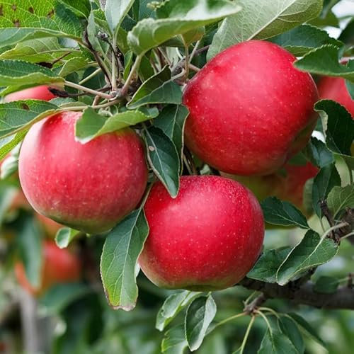Malus Domestica Melrose - Pommier 120 cm en Pot - Plante En Pot - Floraison Mars - Hauteur 120cm