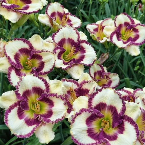 8PCS-B - Lirio de día para decoración de jardín y balcón