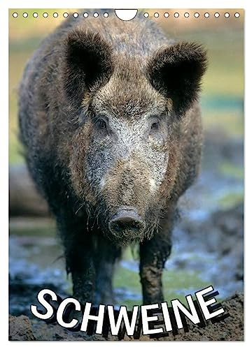 Schweine 2026 (Wandkalender 2026 DIN A4 hoch), CALVENDO Monatskalender