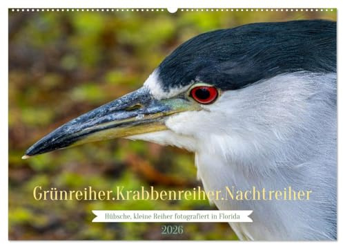 Grünreiher - Krabbenreiher - Nachtreiher (Wandkalender 2026 DIN A2 quer), CALVENDO Monatskalender: Drei kleine, kompakte Reiherarten, die nicht dem ... werden vorgestellt. (CALVENDO Tiere)