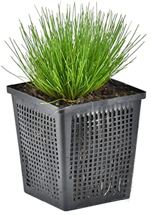 Bloomique - Scirpus Cernuus - Scirpe retombant - Plantes de bassin - Plantes aquatiques - Rustique - Hauteur 10-20 cm - Pot 11 cm