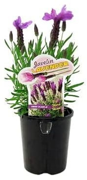 Lavanda Planta Natural Utilizadas para Perfumes y Fragancias