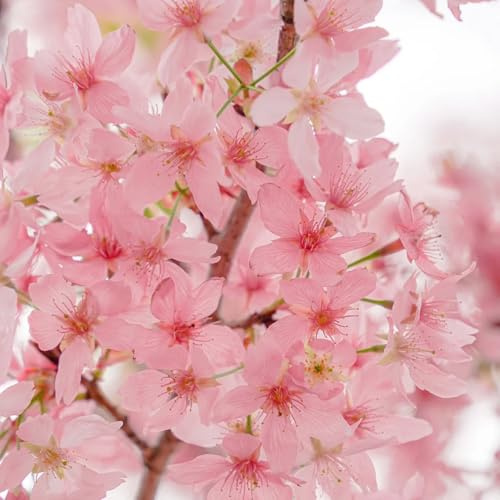 semi di ciliegio ornamentale da giardino resistenti perenni ciliegio decorazione del soggiorno, ornamentale resistente, arbusti, mini 150pcs